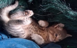 Mixed Breed cats for sale: Awesome Spotty Dotty Silver  Blue Bengal x Kittens - Image 11
