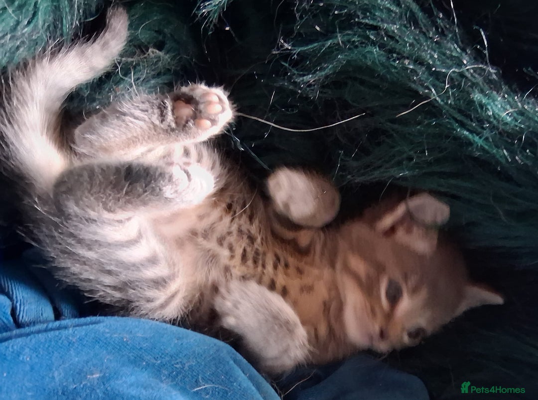 Mixed Breed cats for sale: Awesome Spotty Dotty Silver  Blue Bengal x Kittens - Image 11