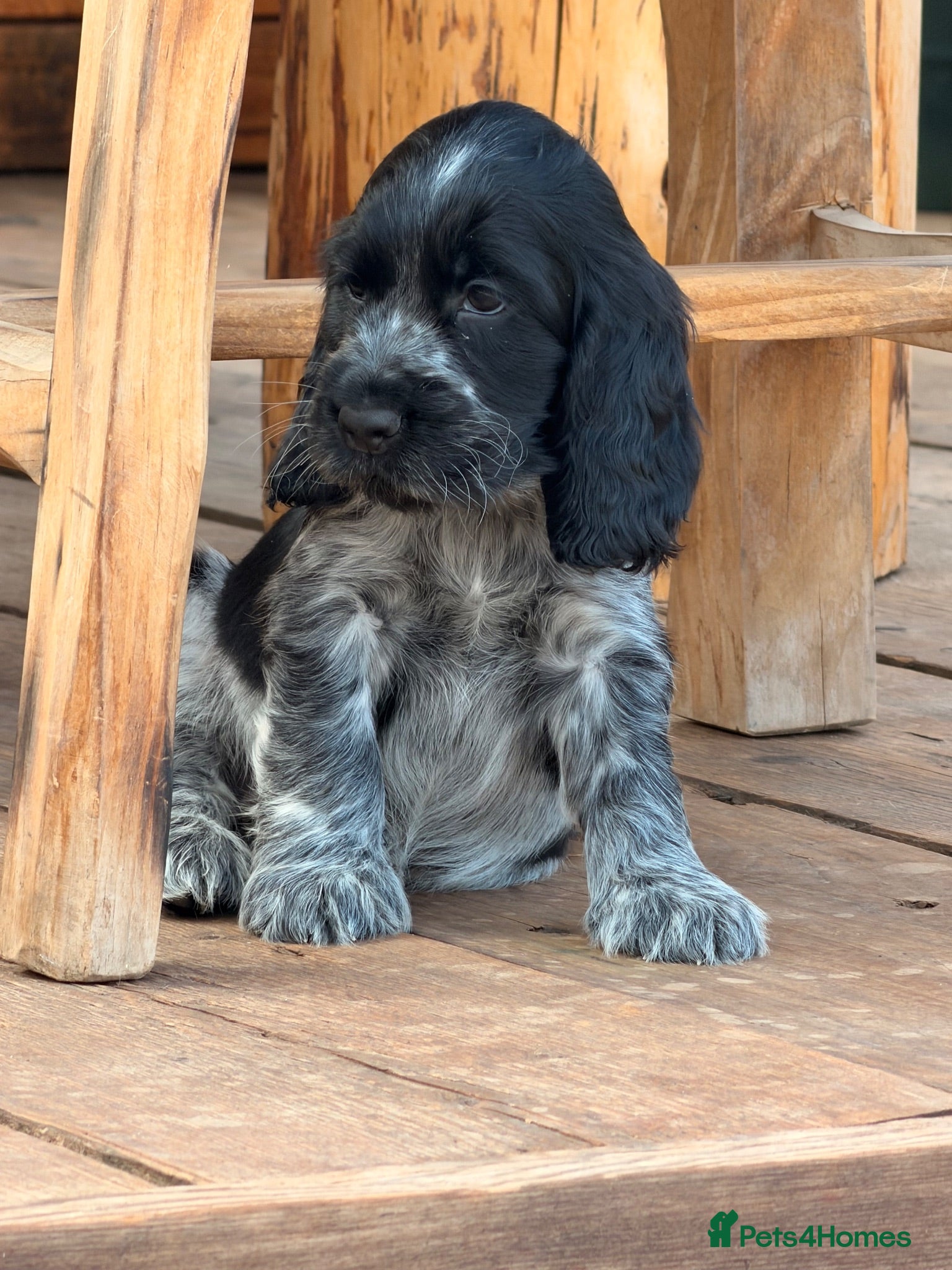 Cocker Spaniel dogs Outstanding KC Show cocker spaniel puppies - Advert 2