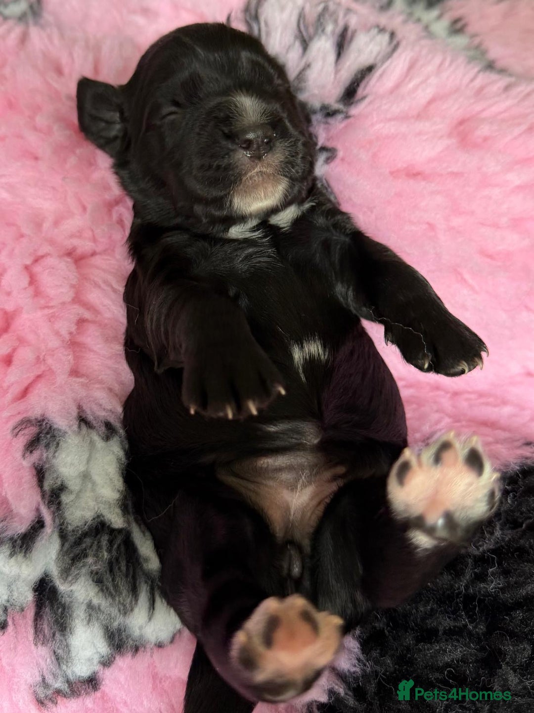 Cocker Spaniel dogs for sale: Gorgeous KC registered Working Cocker Spaniels - Image 12