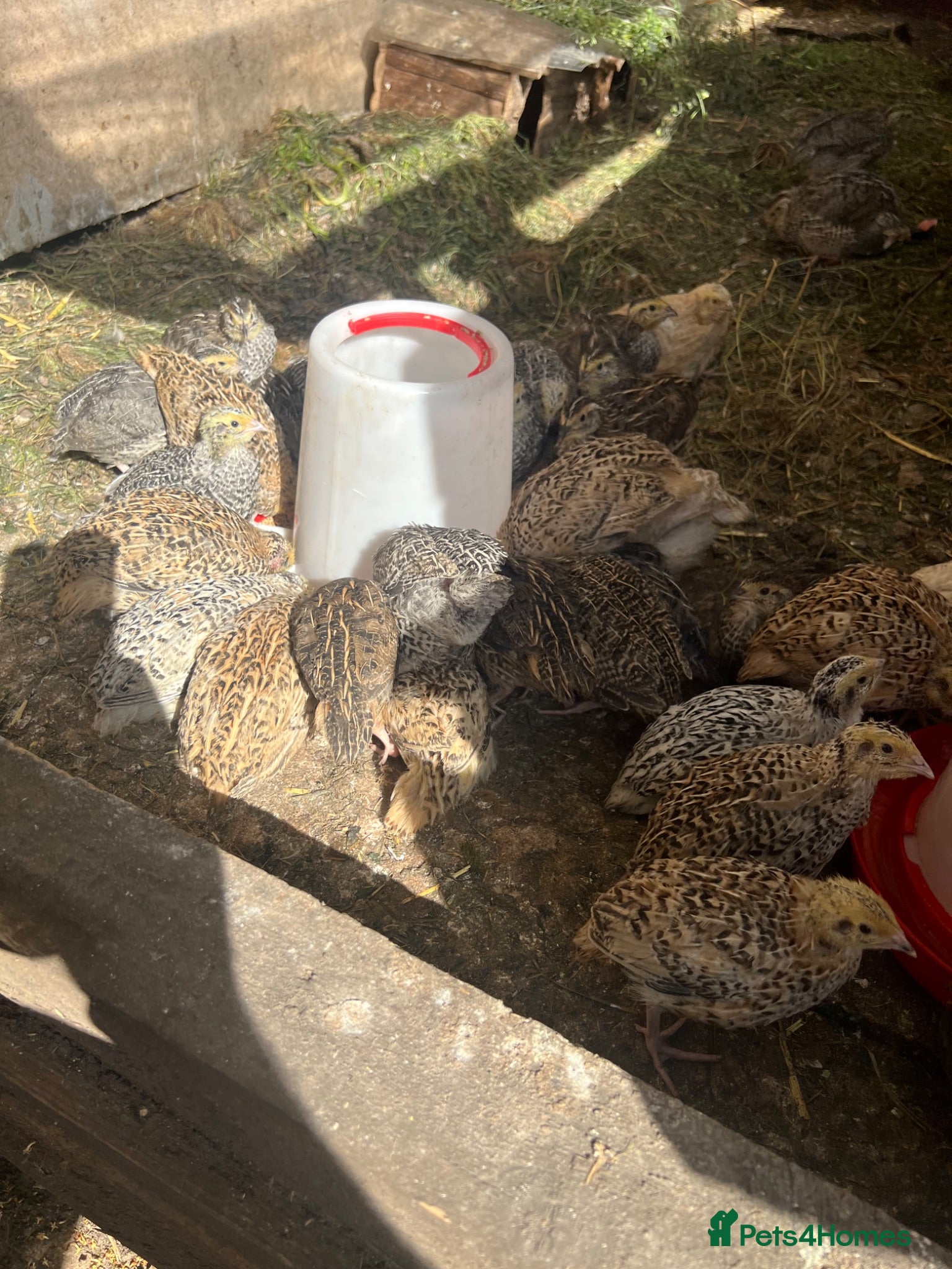 Quail poultry Jumbo Coturnix Quail  - Advert 15