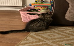 Mixed Breed cats for sale: 7minth old tabby male cat. - Image 4