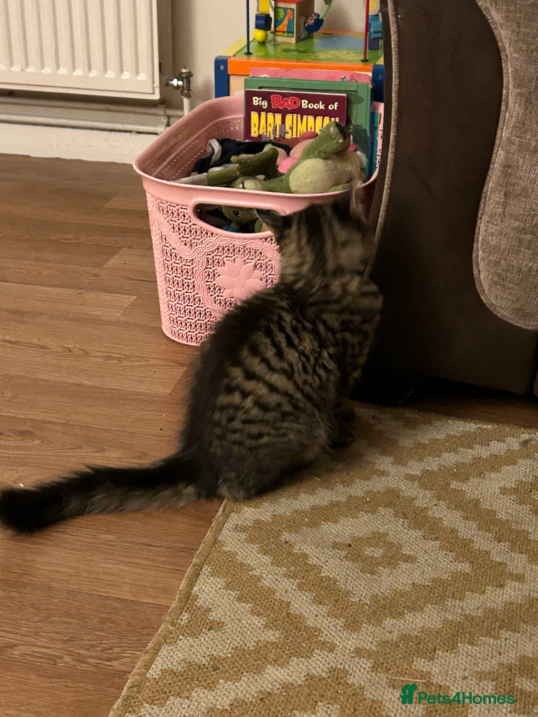 Mixed Breed cats for sale: 10 month old tabby fluffy male cat. - Advert 4