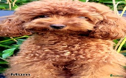 Toy Poodle dogs for sale: 🔥Toy 🔥Mini 🔥Asian Poodle Puppies Girls for sale - Image 12