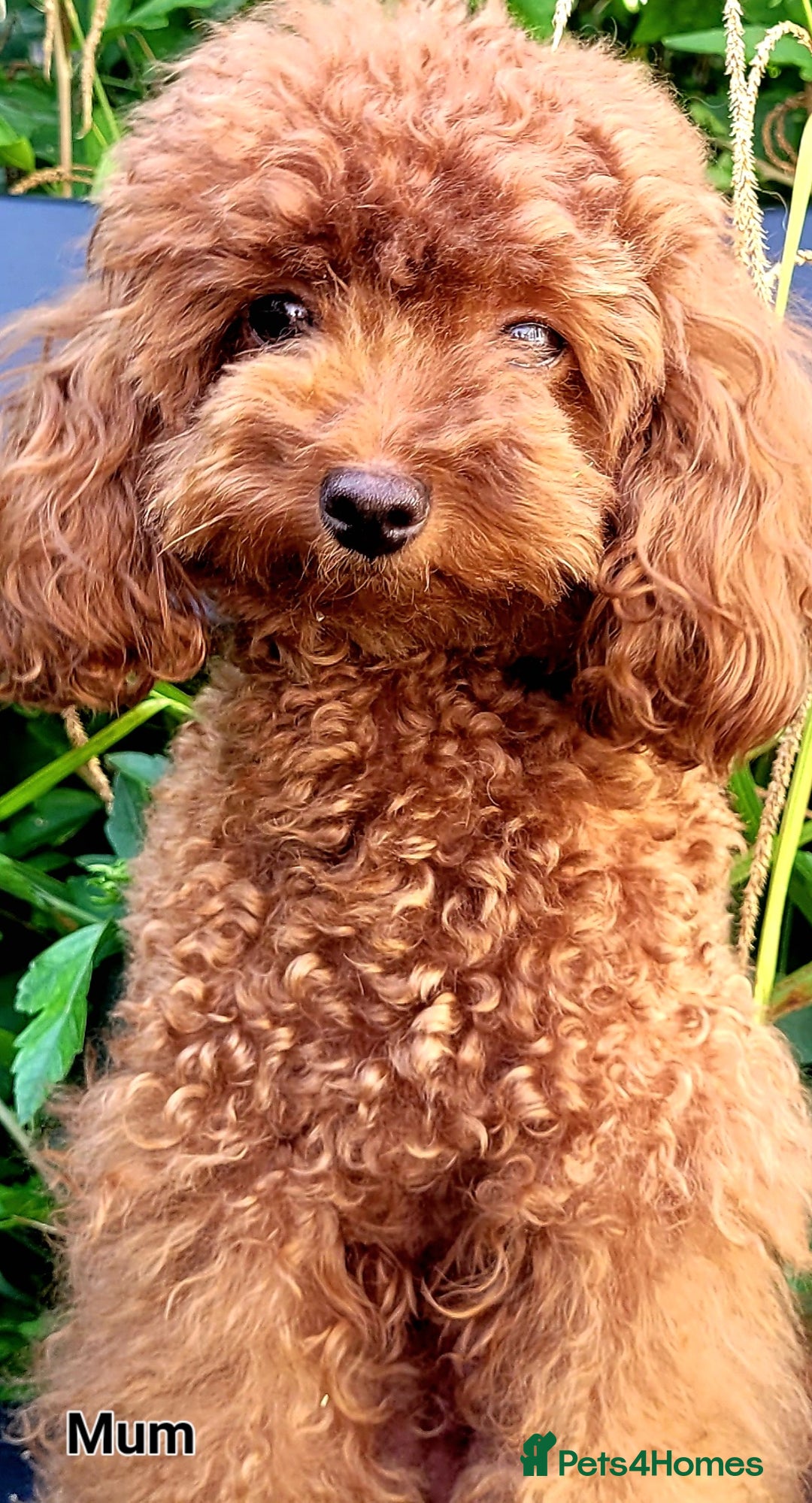 Toy Poodle dogs for sale: 🔥Toy 🔥Mini 🔥Asian Poodle Puppies Girls for sale - Image 12