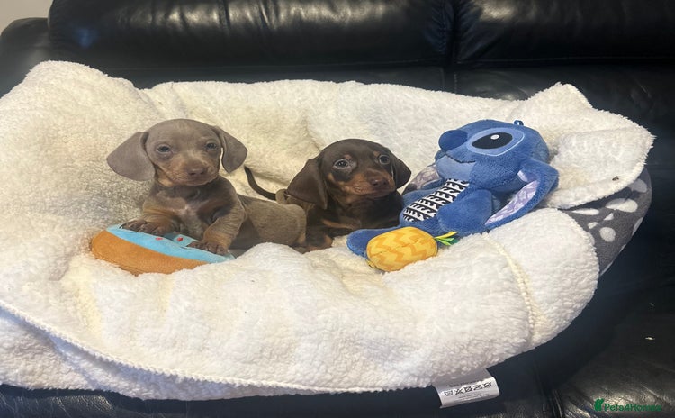 Dachshund dogs - Advert 6