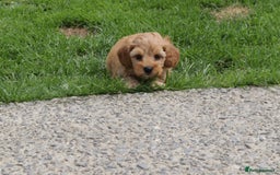Cockapoo dogs for sale: Beautiful Cockapoo puppies for sale - Image 22