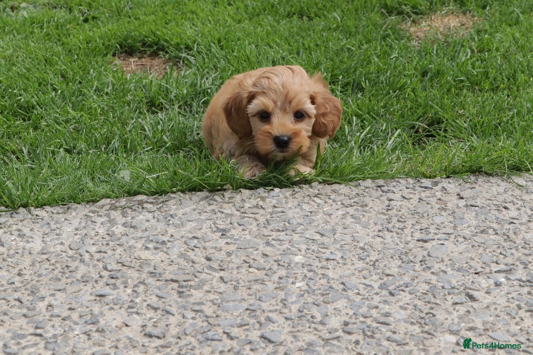 Cockapoo dogs for sale: Beautiful Cockapoo puppies for sale - Image 22