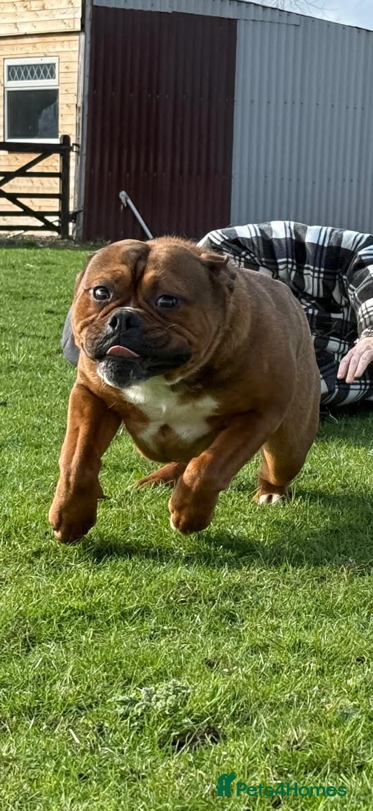 Olde English Bulldogge dogs Olde english bulldog AT STUD - Advert 2