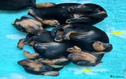 Miniature Dachshund dogs for sale: Miniature dachshund puppies 🐾 - Advert 20