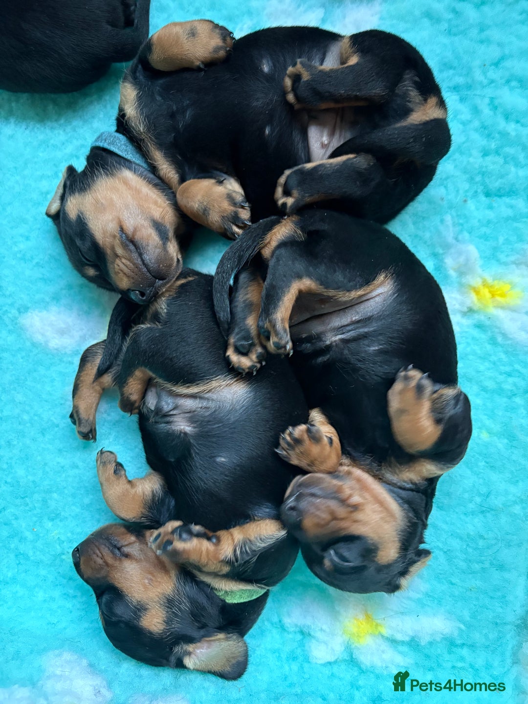 Miniature Dachshund dogs for sale: Miniature dachshund puppies 🐾 - Advert 20