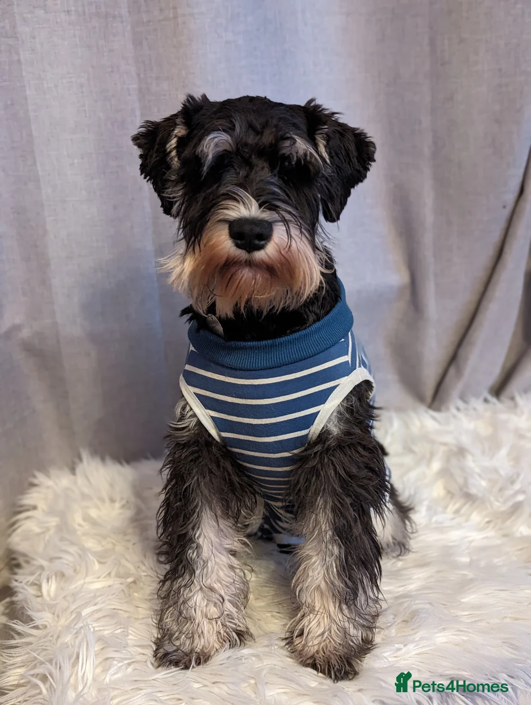 Miniature Schnauzer dogs for stud: Fully health tested, KC reg stud - Advert 6