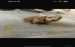 Cockapoo dogs for sale: Cockapoo puppies for sale  - Image 2