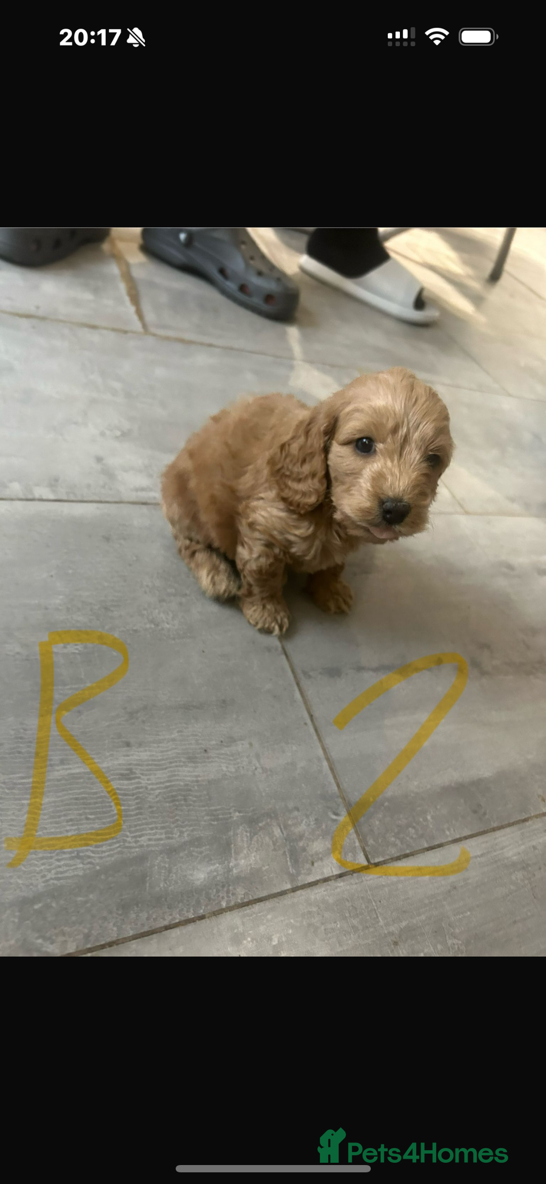 Cockapoo dogs for sale: Cockapoo puppies for sale  - Image 2