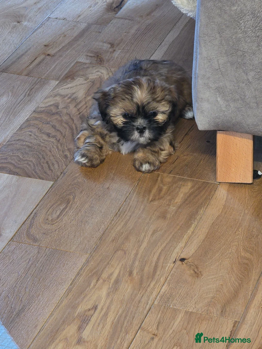 Shih Tzu dogs for sale: Delilah the shihtzu in Walsall - Advert 2