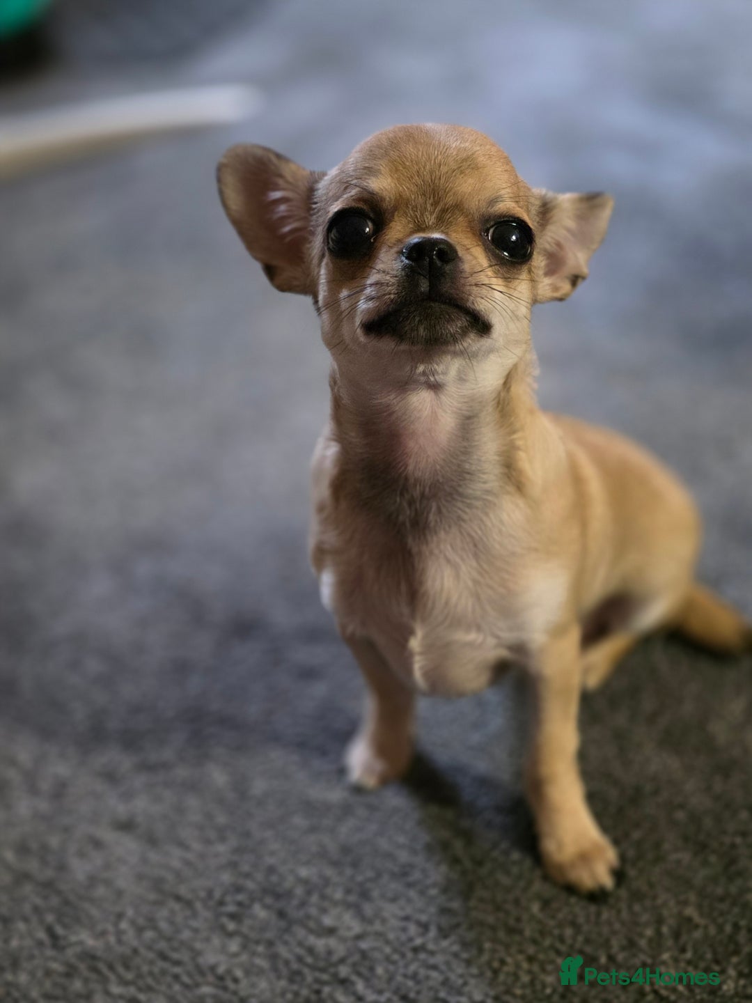Chihuahua dogs for sale: 🌟 KC Registered 🌟 Smooth Sable Chiuahua 🐕 - Advert 11