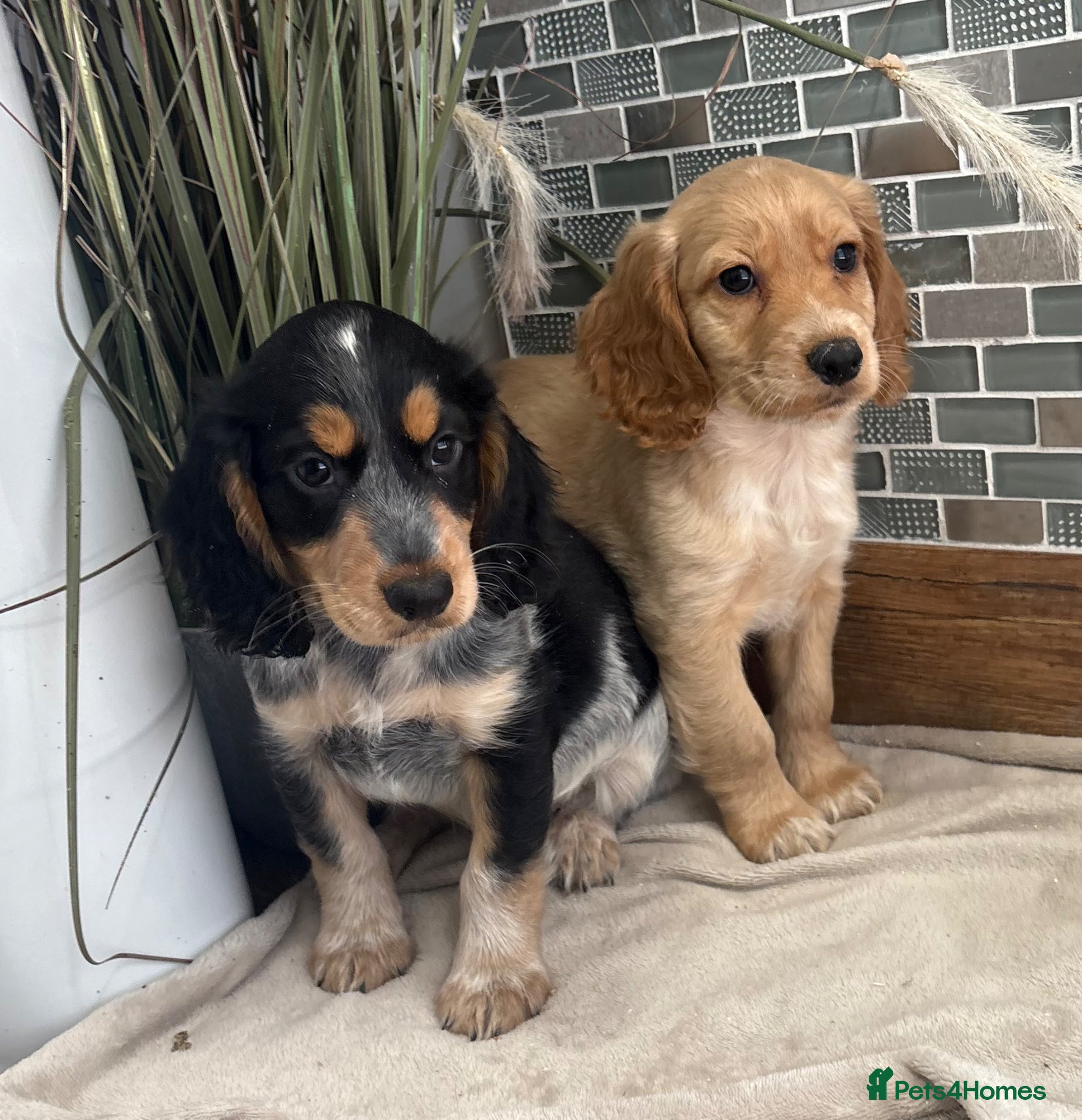 Cocker Spaniel dogs for sale: Gorgeous Cocker Spaniels.  - Advert 1