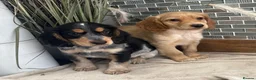 Cocker Spaniel dogs for sale: Gorgeous Cocker Spaniels.  - Advert 1
