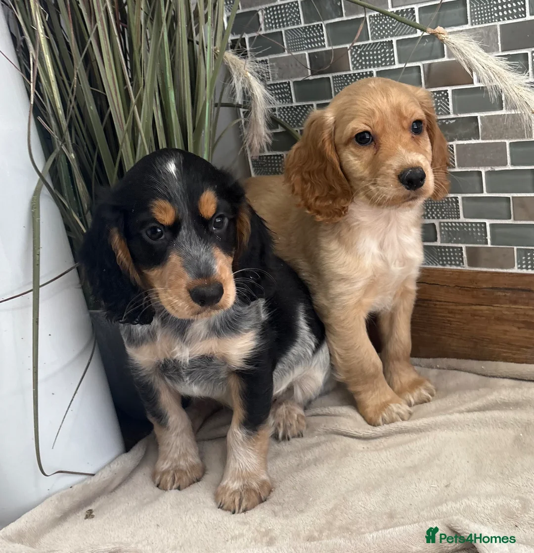 Cocker Spaniel dogs for sale: Gorgeous Cocker Spaniels.  - Advert 1