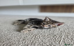 Bengal cats for sale: 2 Gorgeous Bengal x Short Hair kittens for sale - Image 4