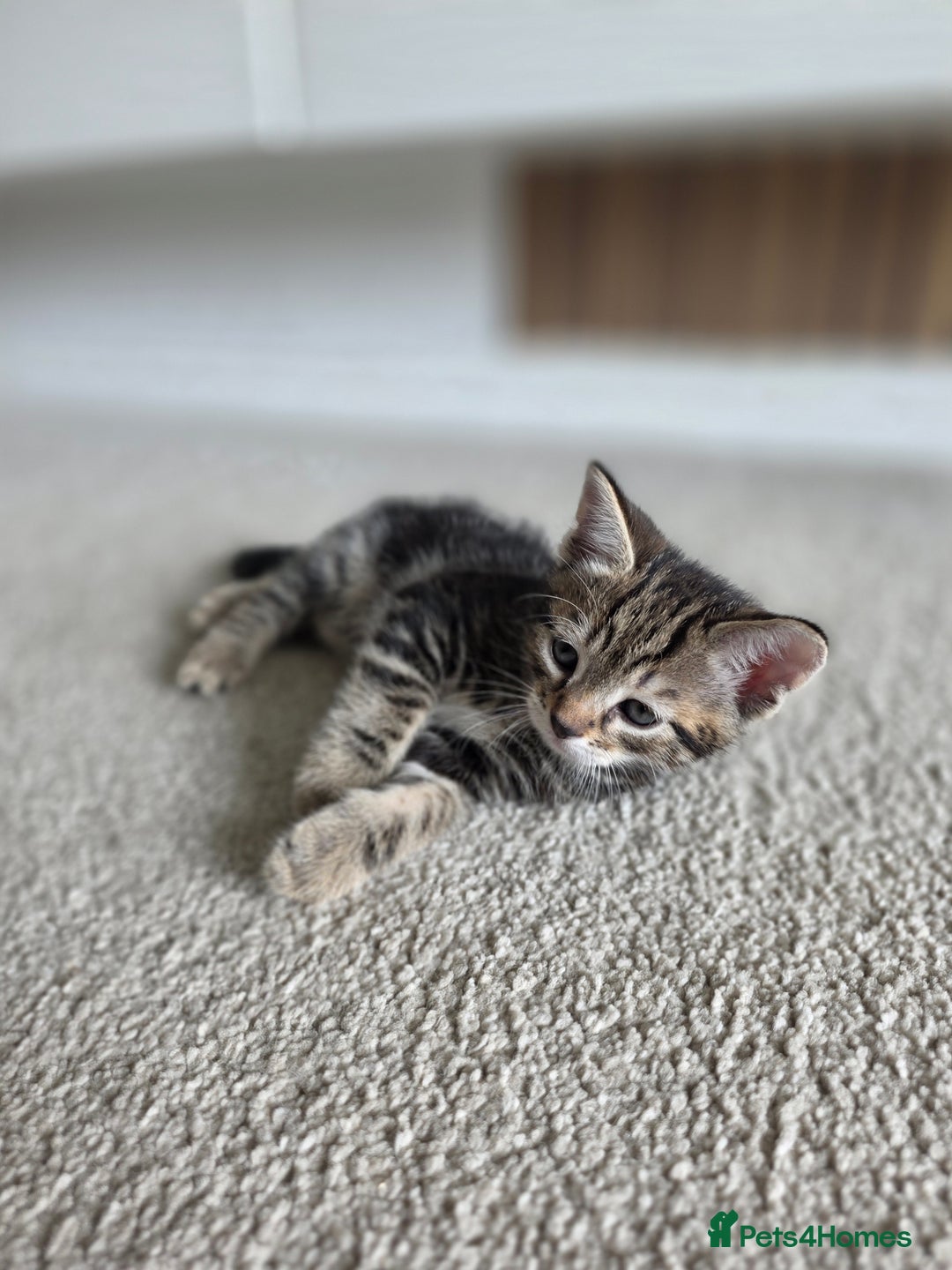 Bengal cats for sale: 2 Gorgeous Bengal x Short Hair kittens for sale - Image 4