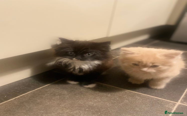 Mixed Breed cats Lovely kittens - Advert 1