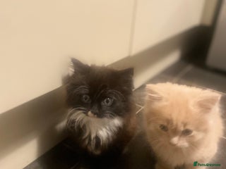 Mixed Breed cats Lovely kittens - Advert 1