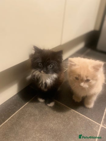 Mixed Breed cats Lovely kittens - Advert 1