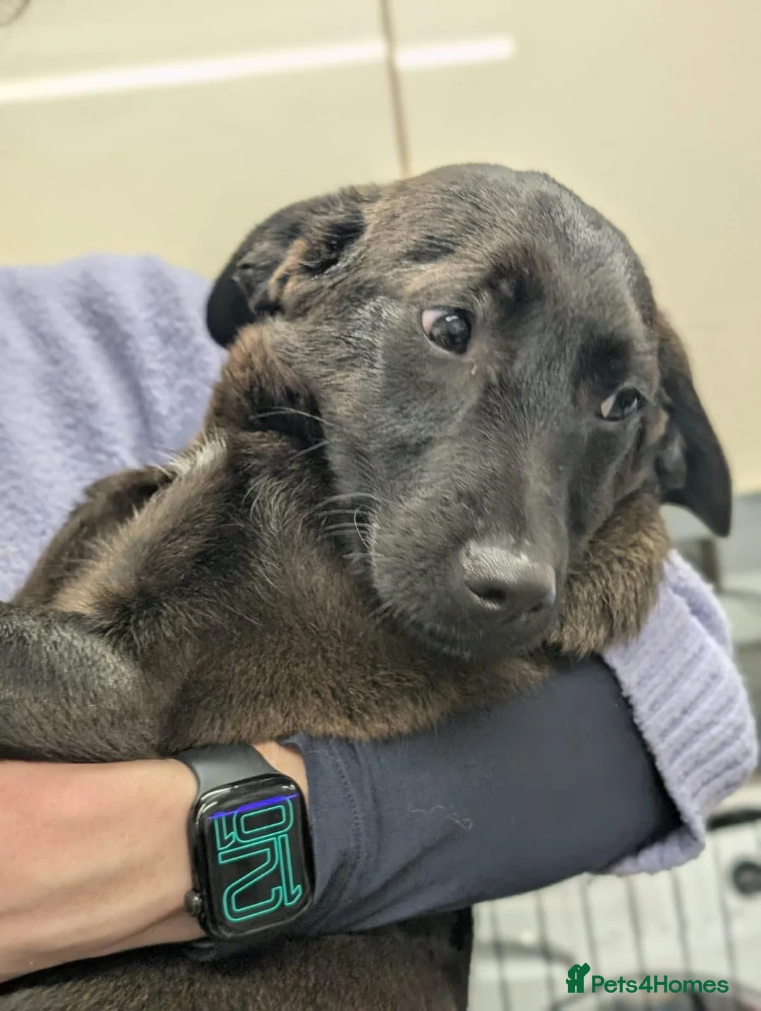 Mixed Breed dogs for adoption: Diesel - In Ayr Looking for a home - Advert 1