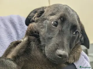 Mixed Breed dogs Diesel - In Ayr Looking for a home - Advert 2