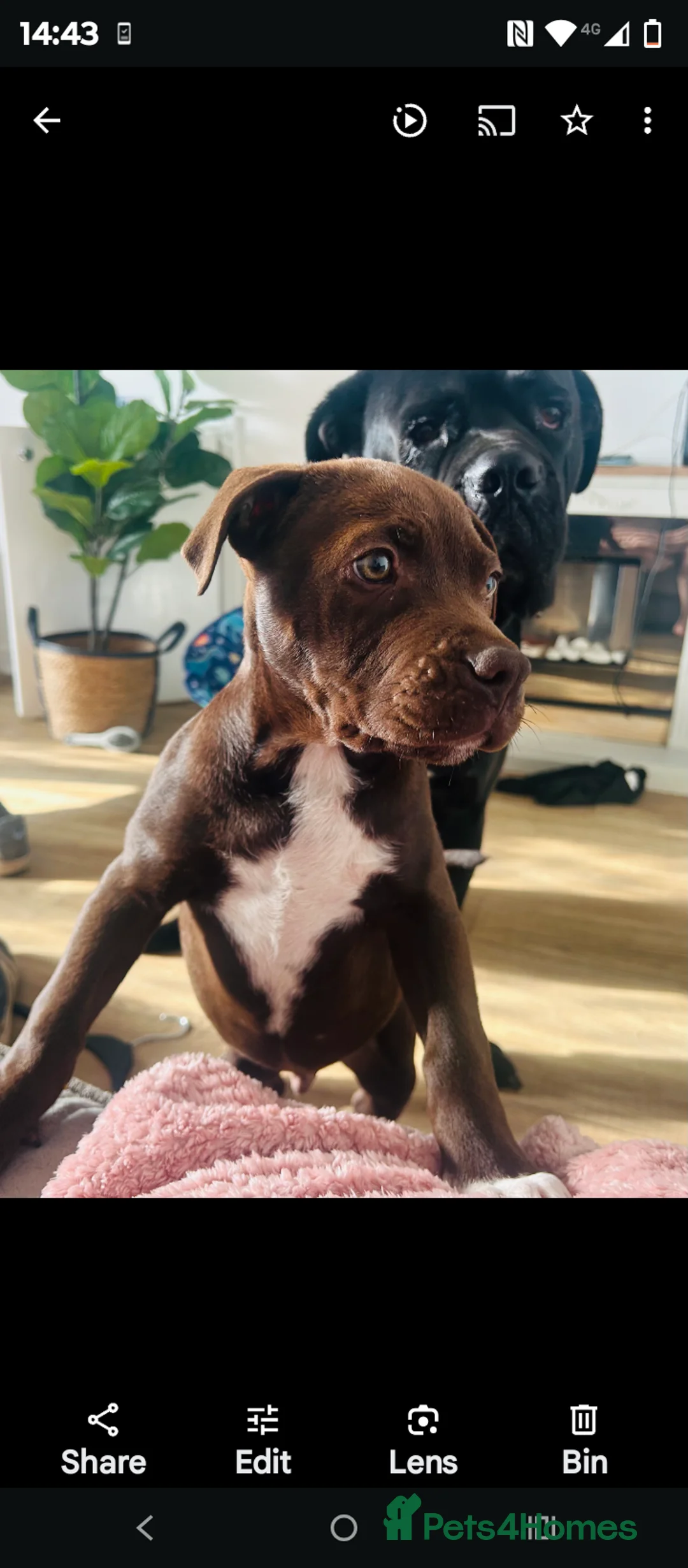Mixed Breed dogs for sale: Male Chocolate staffy x puppy  - Advert 4