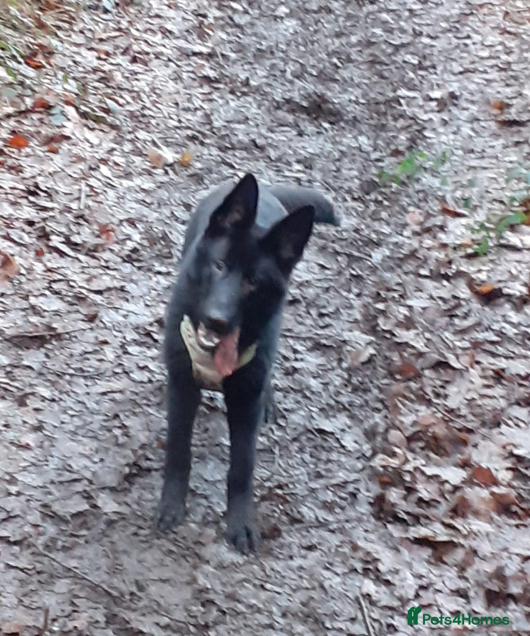 German Shepherd dogs for sale: Stormy - Advert 5