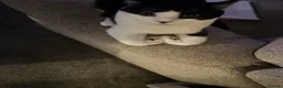Mixed Breed cats for sale: Oreo and Moon in Barnoldswick - Advert 4