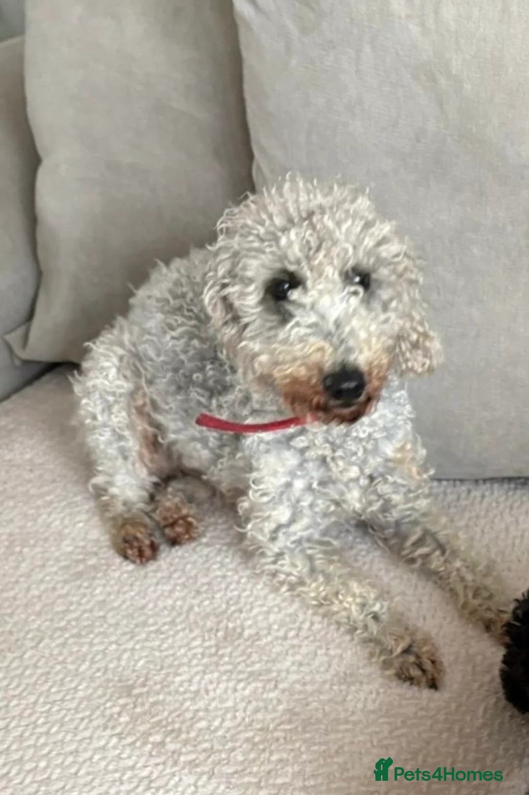 Bedlington Terrier dogs for sale: Bedlington Terrier Puppies  - Advert 12