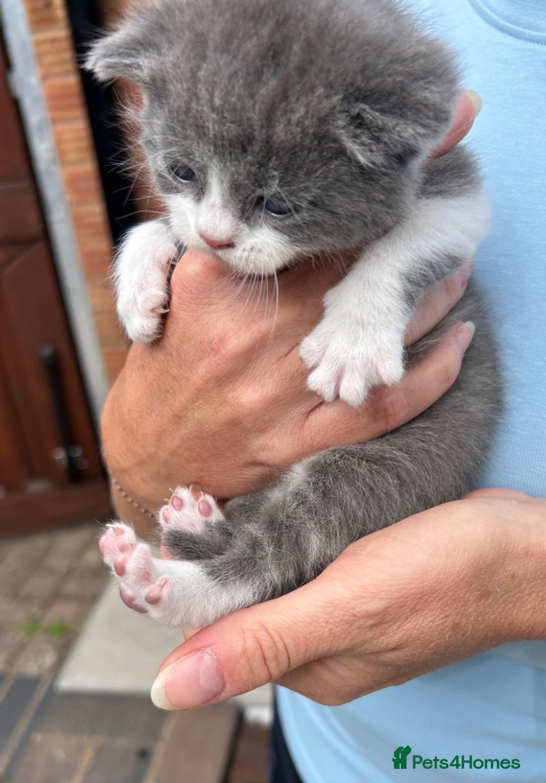Mixed Breed cats for sale: 3 kittens mixed breed, 2 blue and one blue/white - Image 2