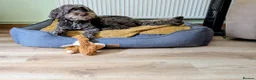Cockapoo dogs for sale: Beautiful Loving Family Cockapoo aged 7 - Advert 2