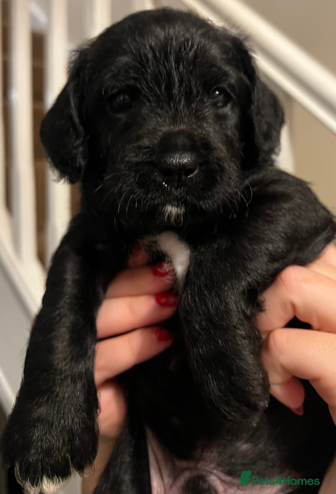 Mixed Breed dogs for sale: Meet our Beautiful Little Frockers ! - Image 21