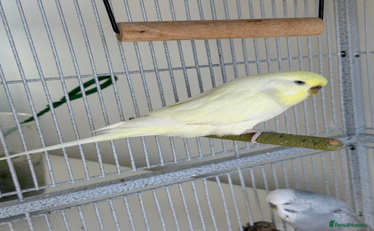 Budgerigars birds - Advert 2