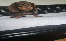 Dachshund dogs for sale: dachshund puppy for sale ! - Image 4