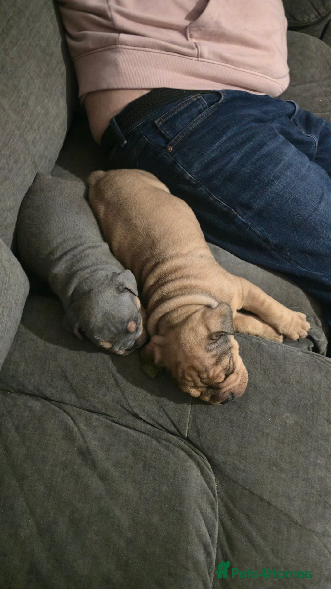 Mixed Breed dogs for sale: New england bulldogs  - Advert 6