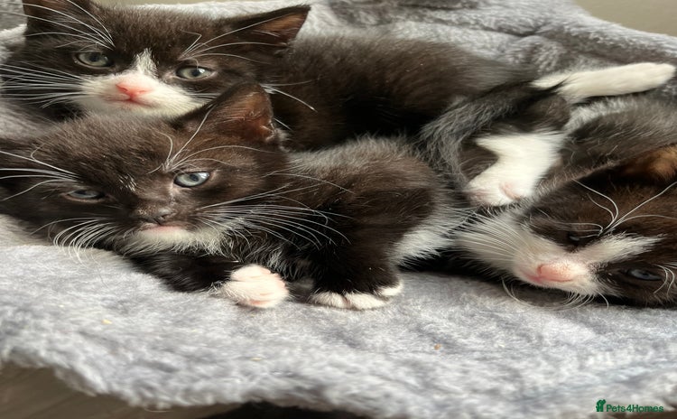 Mixed Breed cats - Advert 13