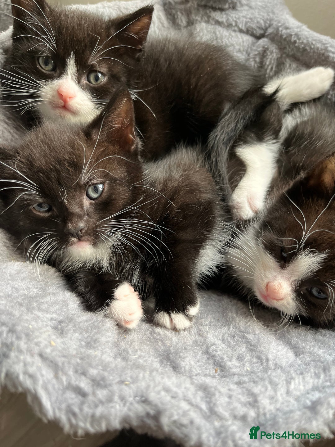 Mixed Breed cats for sale: Two handsome males and one stunning female kitten - Image 1