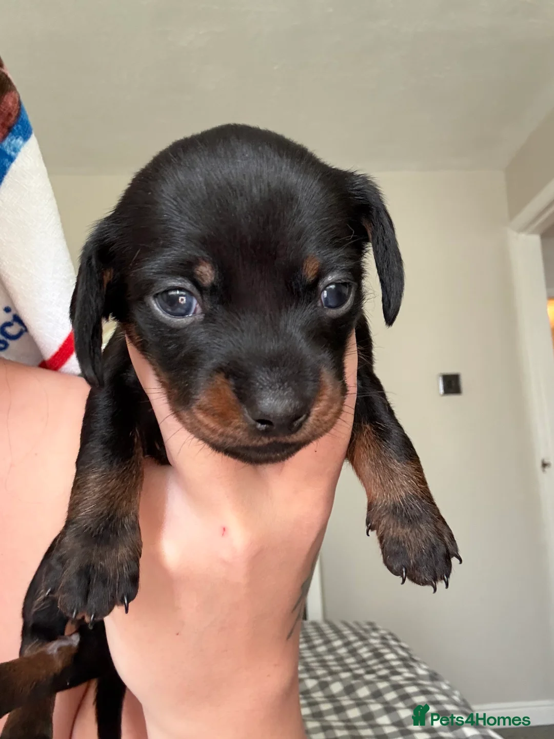 Miniature Dachshund dogs for sale: Three beautiful miniature Dachshund girls  in Hull - Advert 8