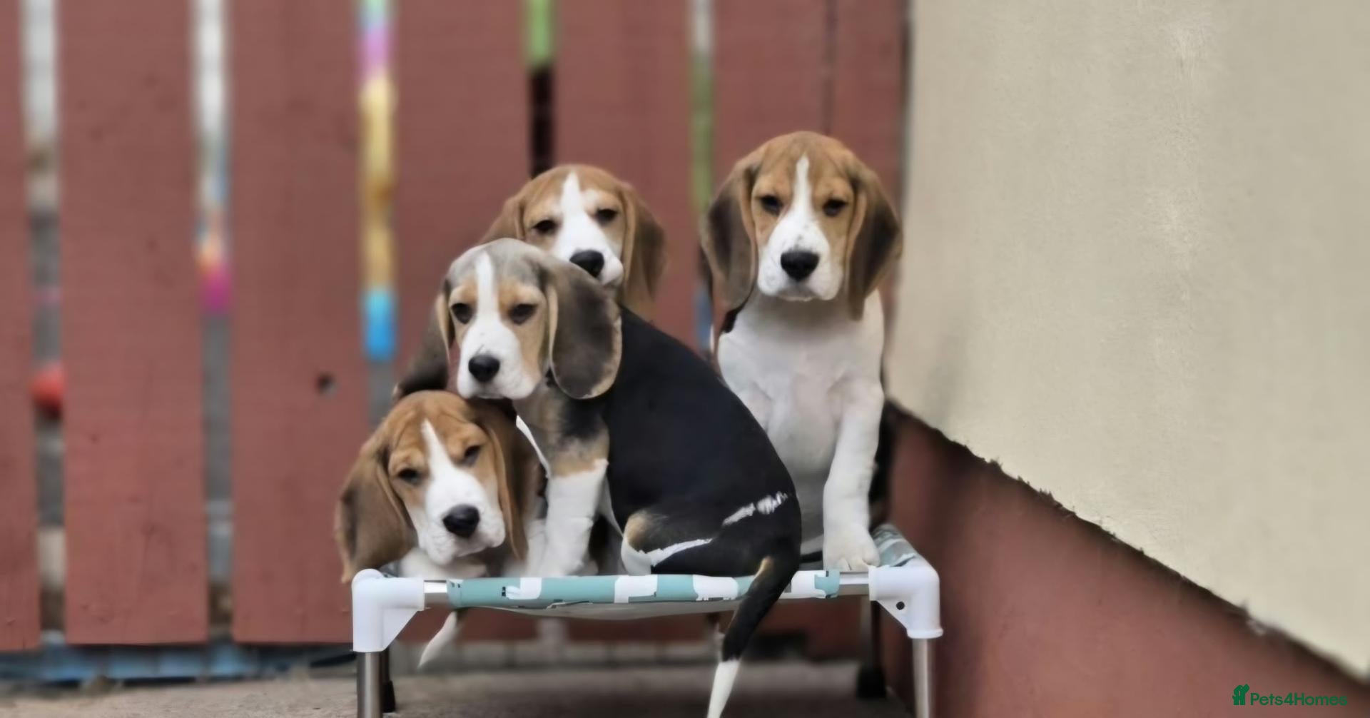 Beagle dogs Beagle Puppies  - Advert 1