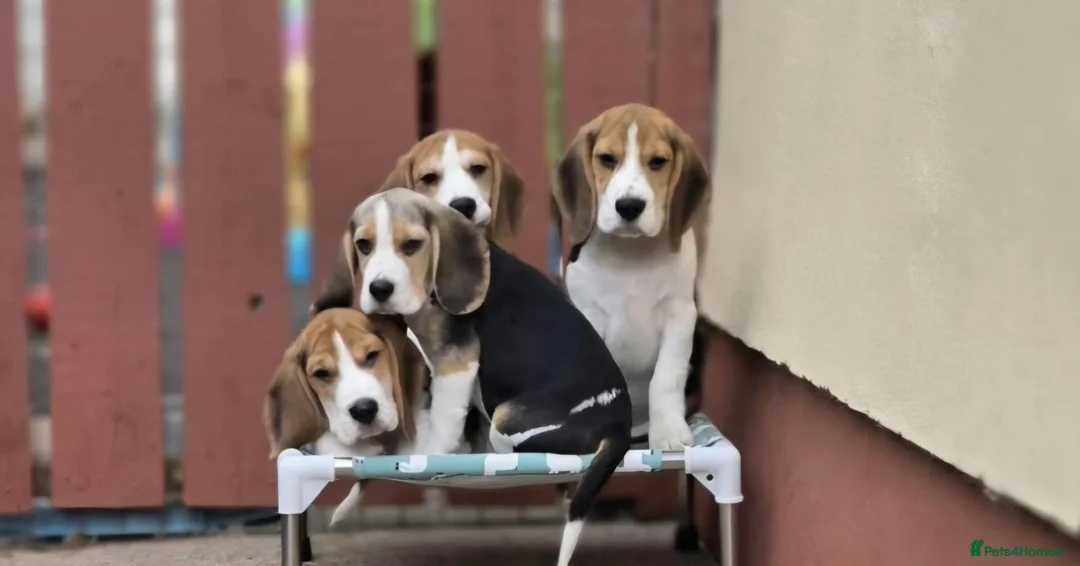 Beagle dogs for sale: Beagle Puppies  in Craigavon - Advert 1