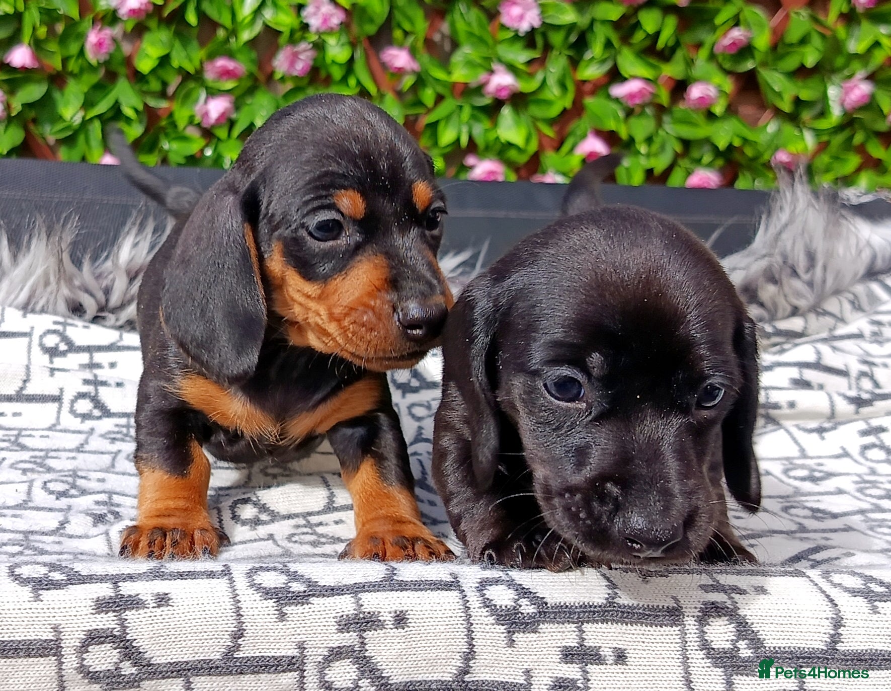 Miniature Dachshund dogs QUALITY MINIATURE DAXI KC REG PRA CLR - Advert 1