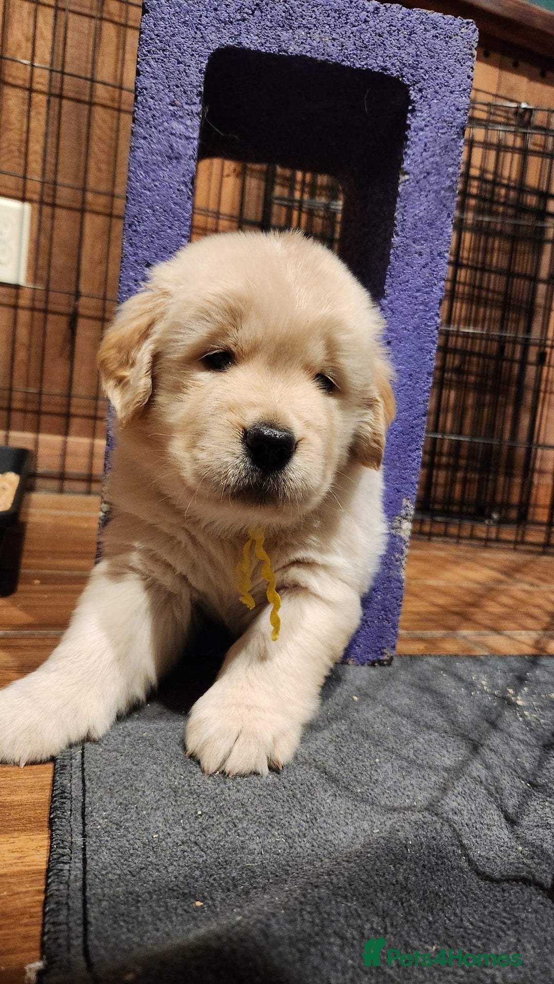 Golden Retriever dogs for sale: Lovable Kc Golden Retriever Puppies Available Now - Image 9