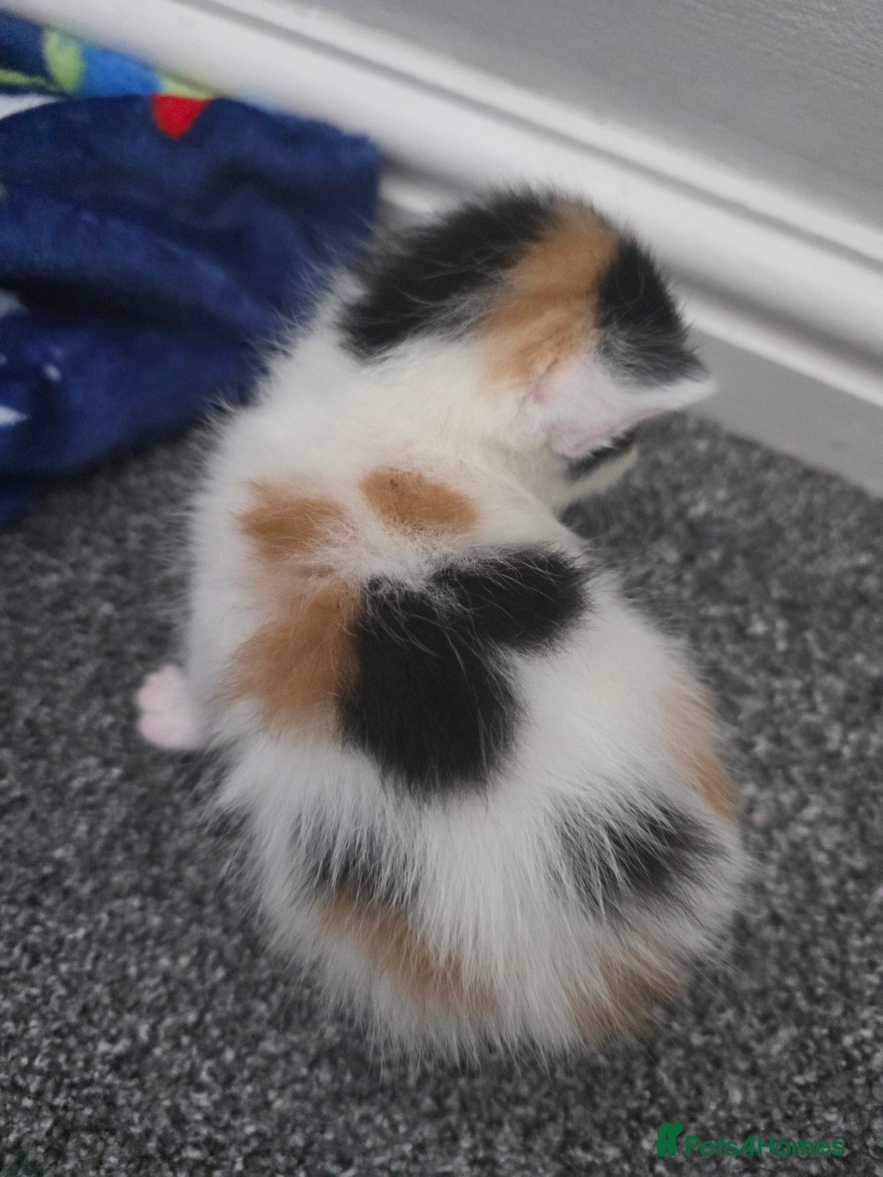 Mixed Breed Kitten 2