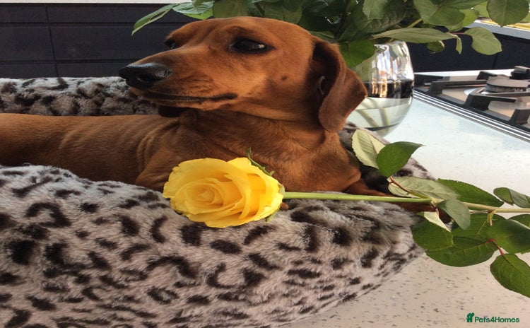 Miniature Dachshund dogs - Advert 15