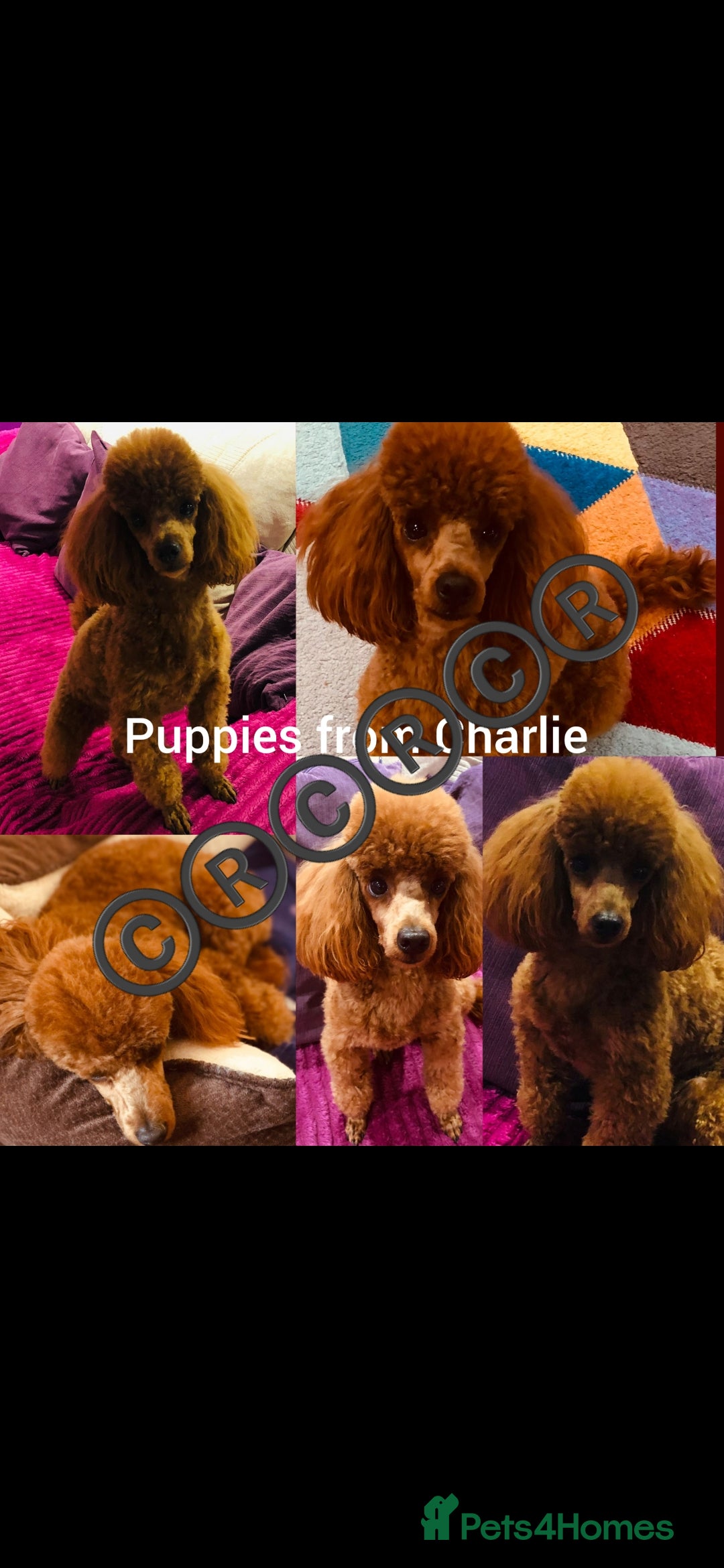 Toy Poodle dogs for stud: TOY & MINIATURE BOY'S FOR STUD  in Iver - Image 9